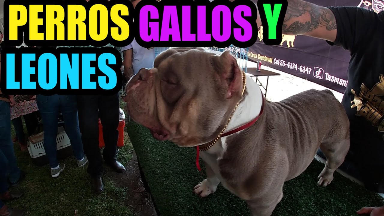 Expo venta de perros exóticos Gallitos miniatura  leones y tigres