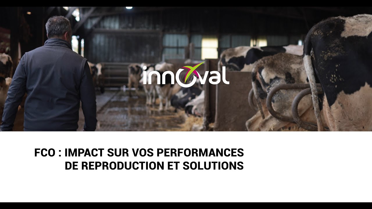FCO : Impact sur vos performances de reproduction et solutions