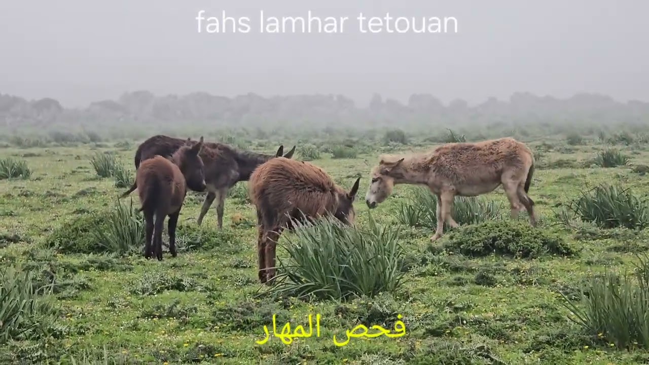 اجواء استثنائية بفحص المهار ....لن تجد هذه المنطقة إلا في المغرب 🇲🇦 🇲🇦 🇲🇦 