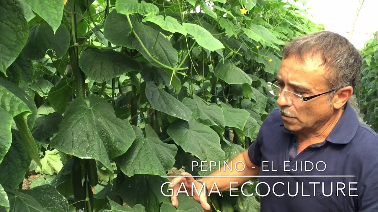 Pepino - El Ejido gama Ecoculture