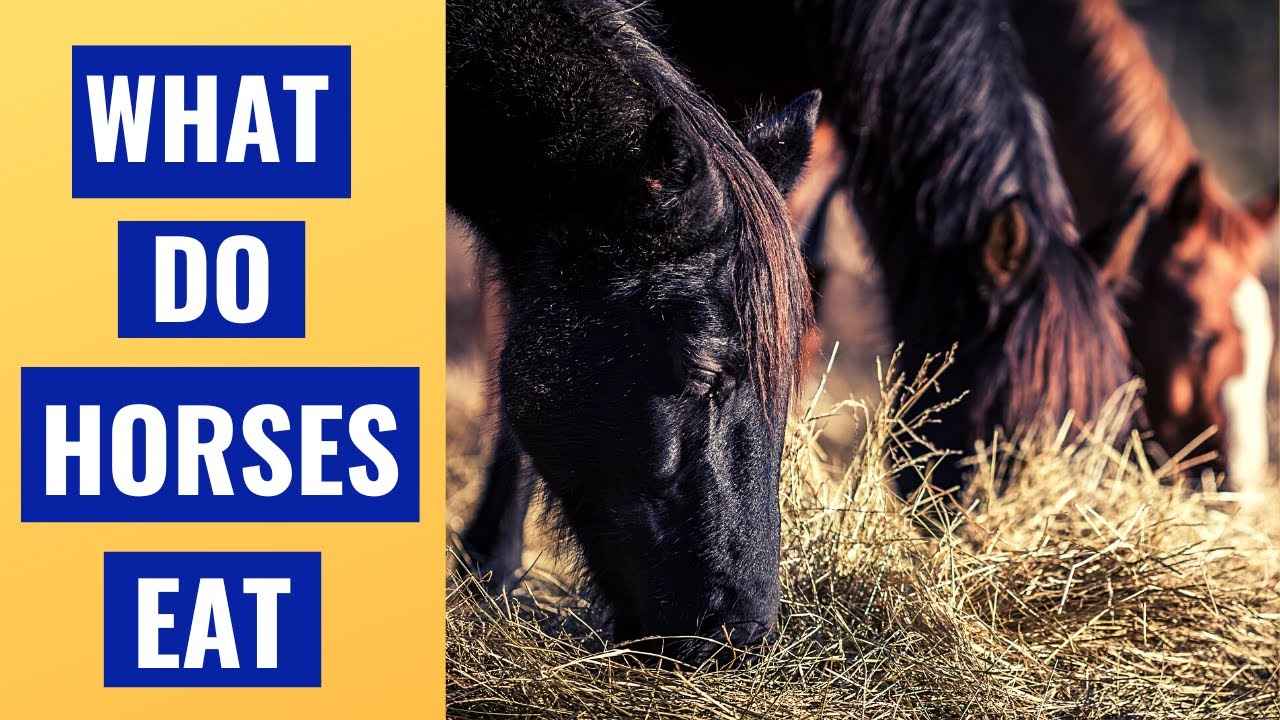 What Do Horses Eat- A Nutrition Guide for Beginners
