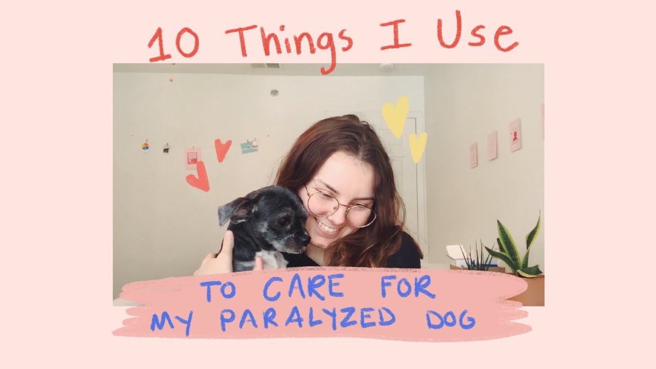 10 Things I Use to Care for my Paralyzed Dog