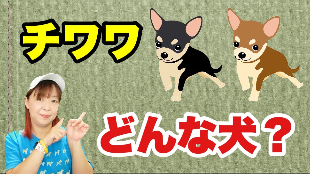 チワワってどんな犬？ドッグトレーナーが解説します【犬種解説】