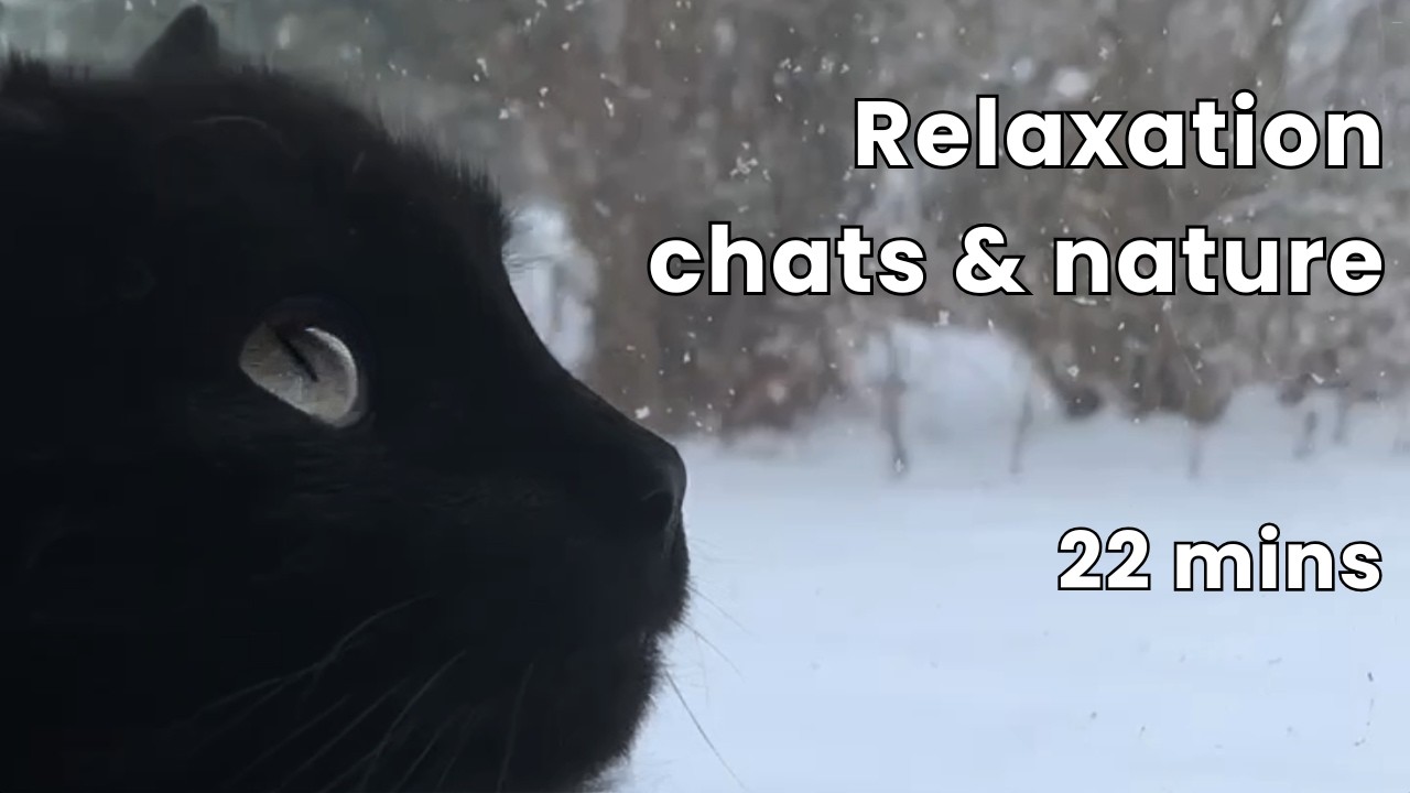 22 minutes de relaxation – chats, chevaux et nature en ambiance cozy | Ateliers Kamaria.❄️🌿