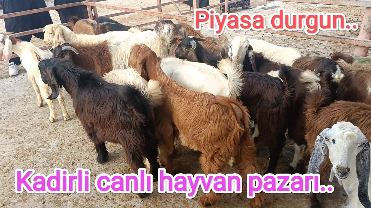 Kadirli canlı hayvan pazarı.. 10.08.2023 piyasa karışık..