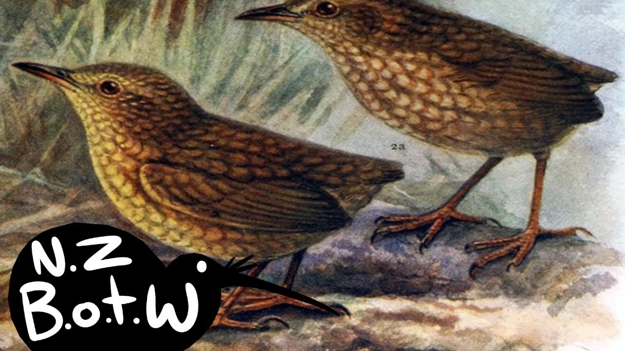 Lyall's wren - New Zealand Bird of the Week
