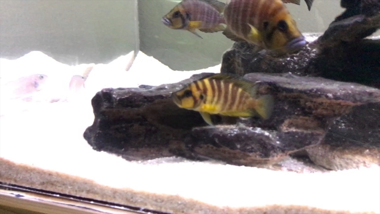 Community Tanganyikan Cichlid Tank