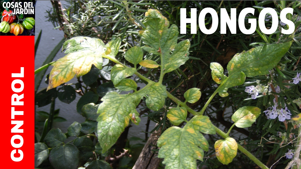 Guía Completa para eliminar esa porqueria de hongos en tus tomates @cosasdeljardin