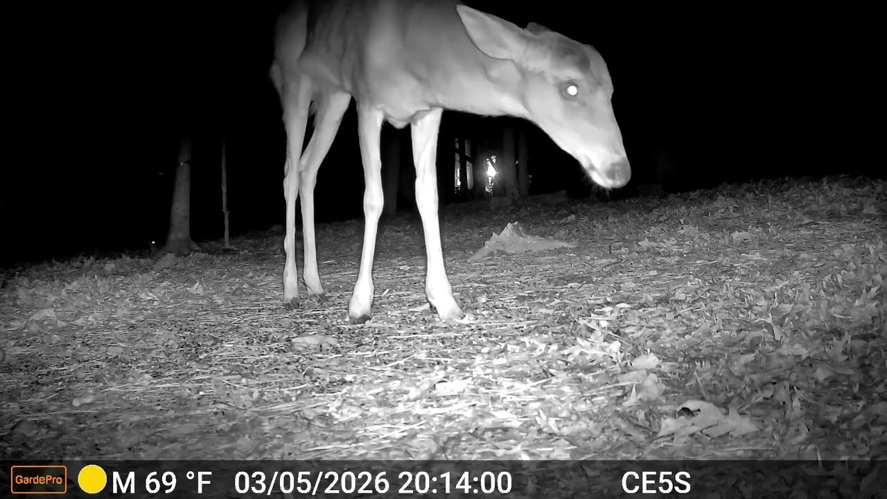 Cain cam 260306 E5S