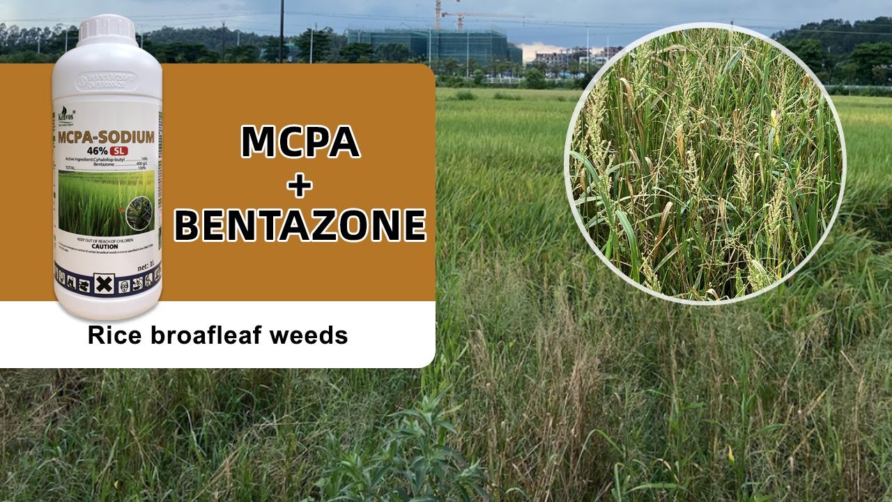 Herbicide MCPA+bentazone control rice weeds/rice broafleaf weeds and sedges
