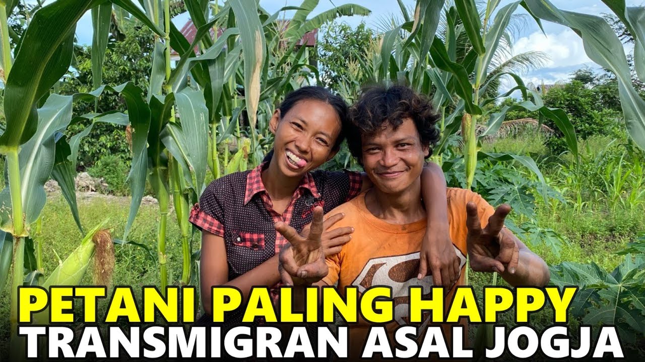 PANEN JAGUNG DI LAHAN PAK WIDODO PETANI TRANSMIGRASI MUDA DARI SLEMAN, YOGYAKARTA