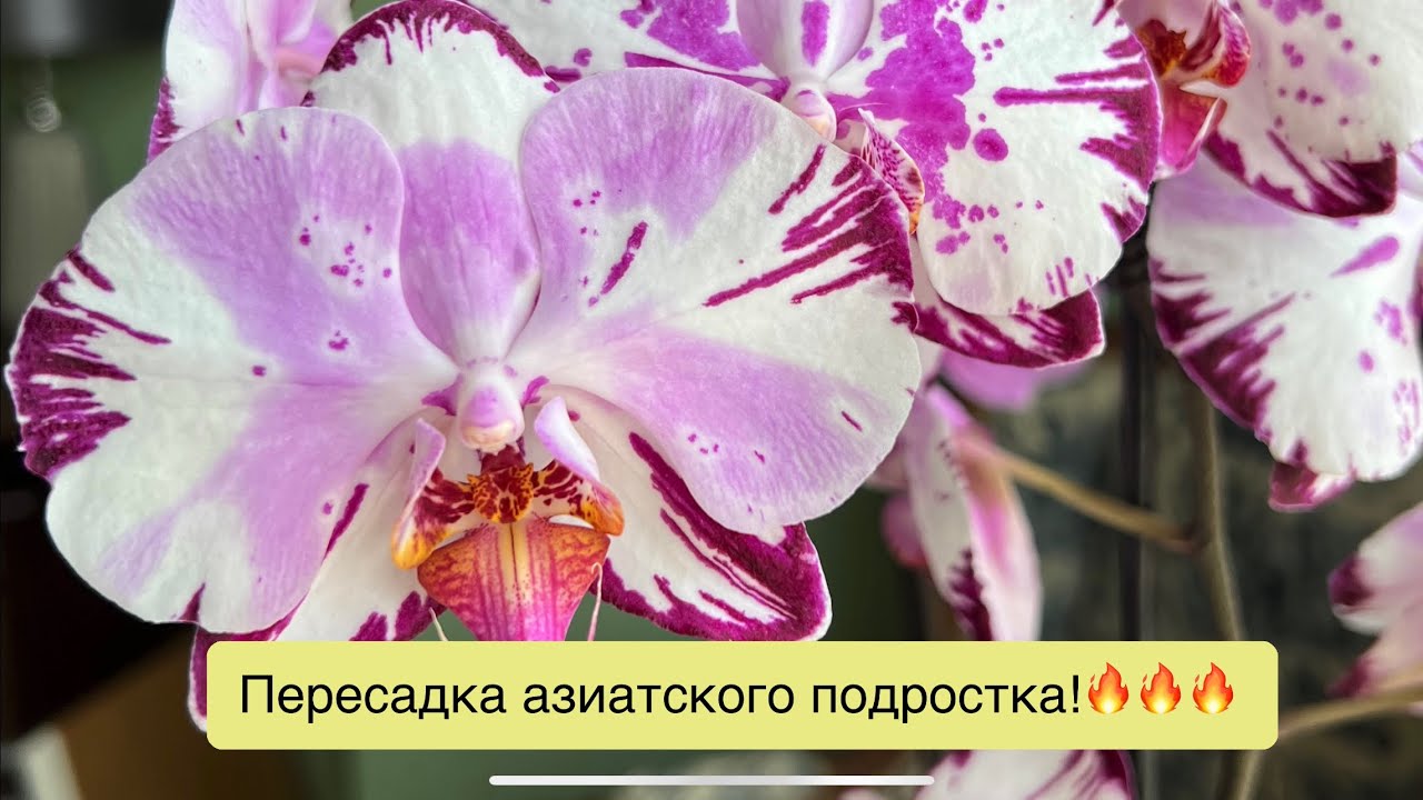 После 10-ти месяцев роста азиатский подросток получает взрослый горшок!😄💪🏻👌🏻