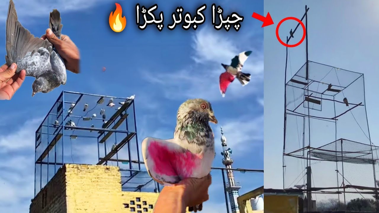 Chapra Patha 5 Par Ka Pakra 🔥 Or Kasuri Patha Wapis Mil Gya 😍