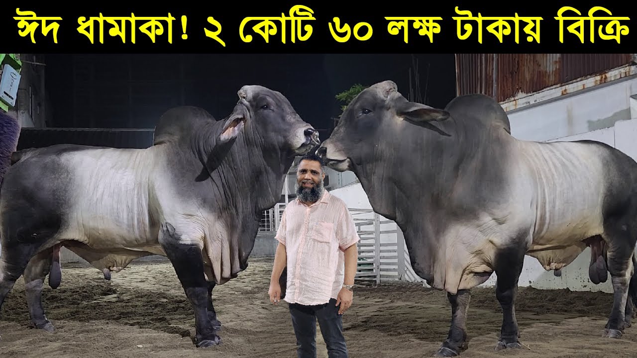ঈদ ধামাকা! ২ কোটি ৬০ লক্ষ টাকায় বিক্রি হয়ে গেলো সাদিক এগ্রো ফার্মের ৩ টা ব্রাহামা গরু।Sadeeq agro