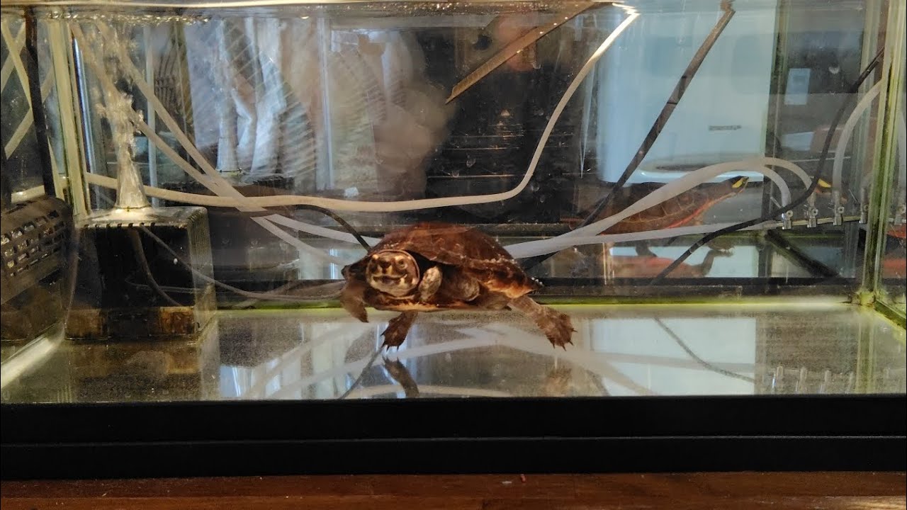 2026.2.25.ホオジロ見ながら、恵みの雨