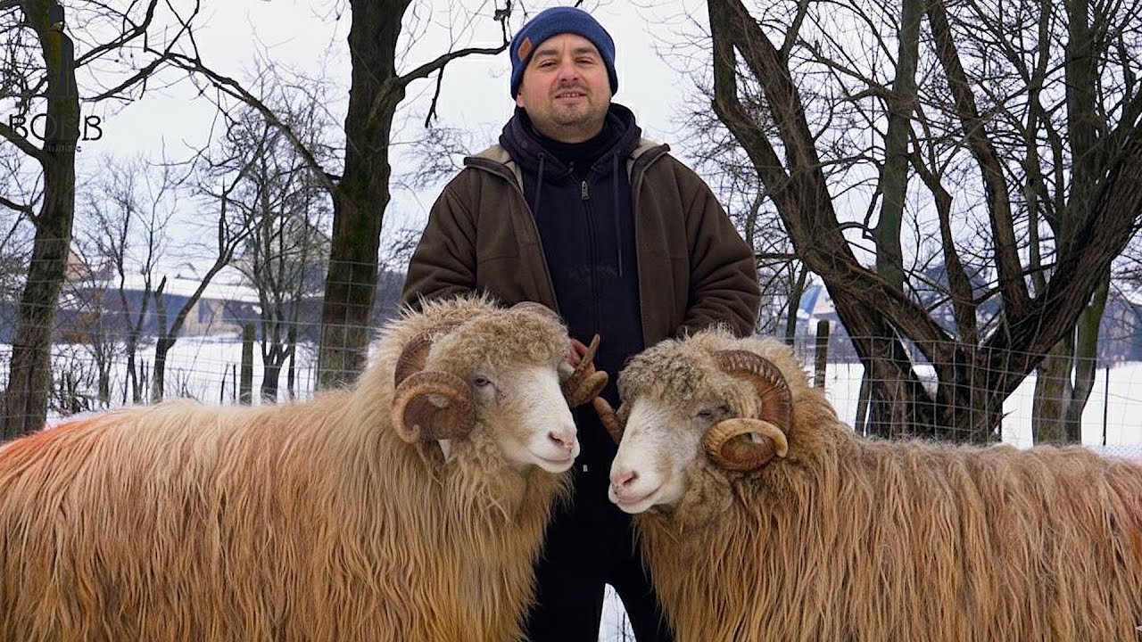 Oi BǍLE și BREZE ale lui Dan de la Negresti-Oaş | Grija oilor pe timp de IARNǍ  | Școala MIEILOR