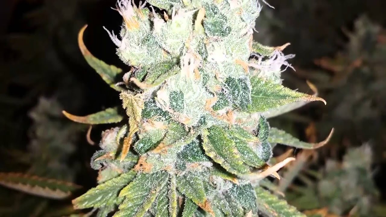 Solo Shot Training Day day 48