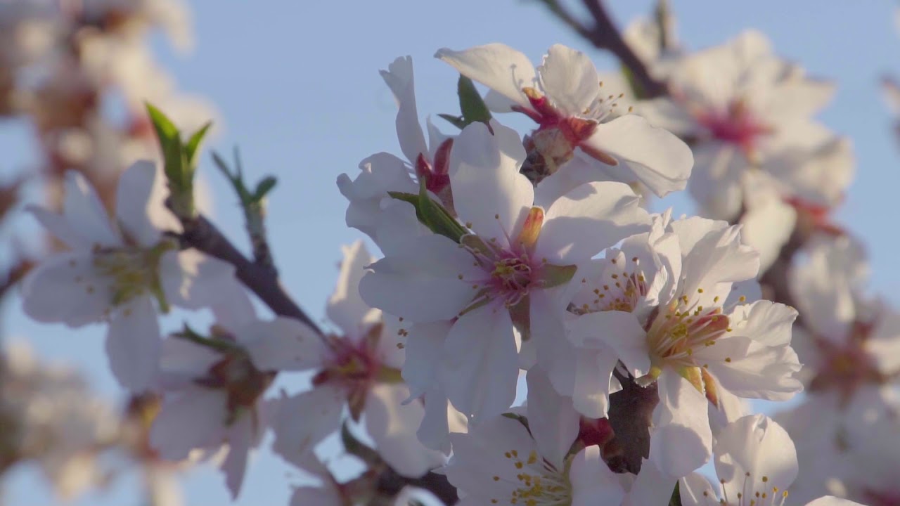 Almendros en flor