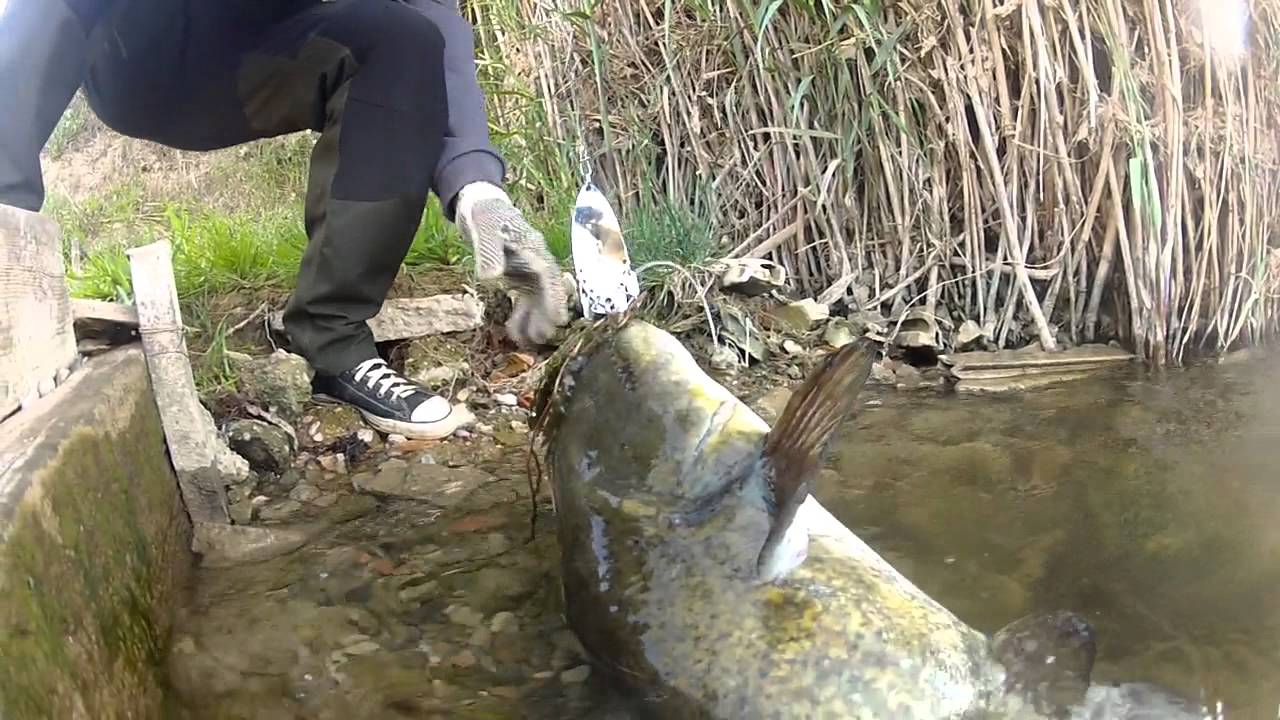 PANIC Brothers - Catfishing Ebro May 2014