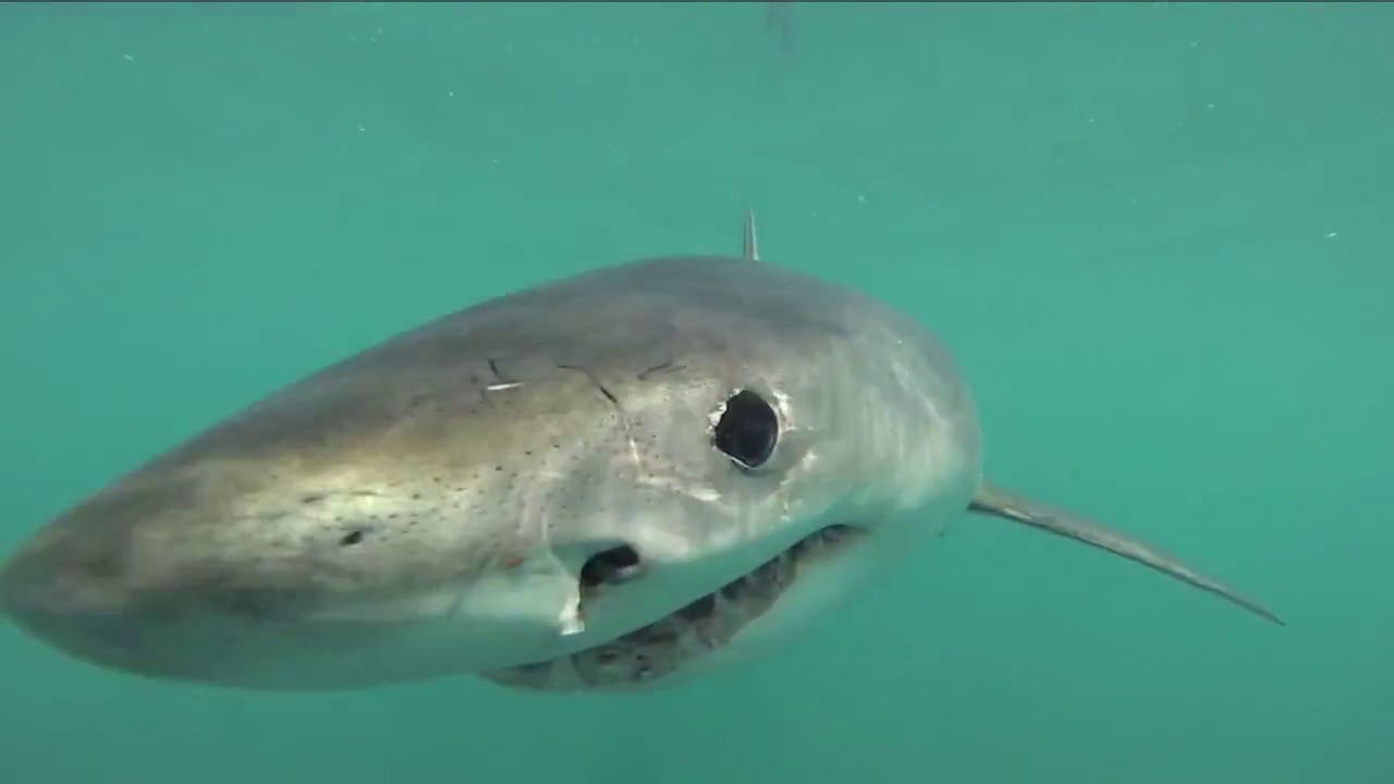 Gansbaai: International Marine Volunteers