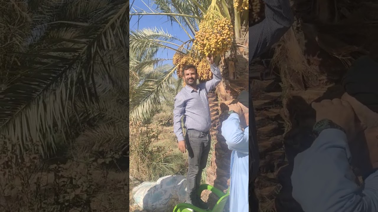 Iraqi dates