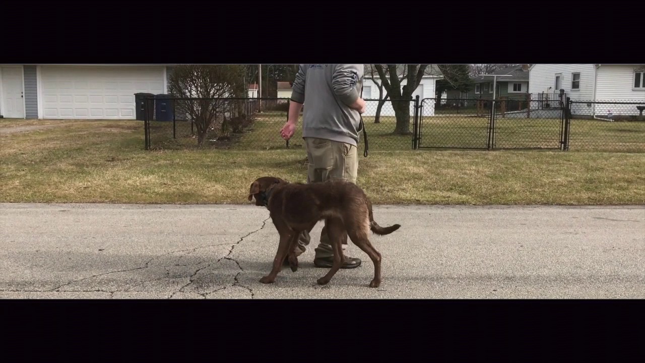 Dog Training: Chesapeake Bay Retriever, Dakota- Before/After Board and Train