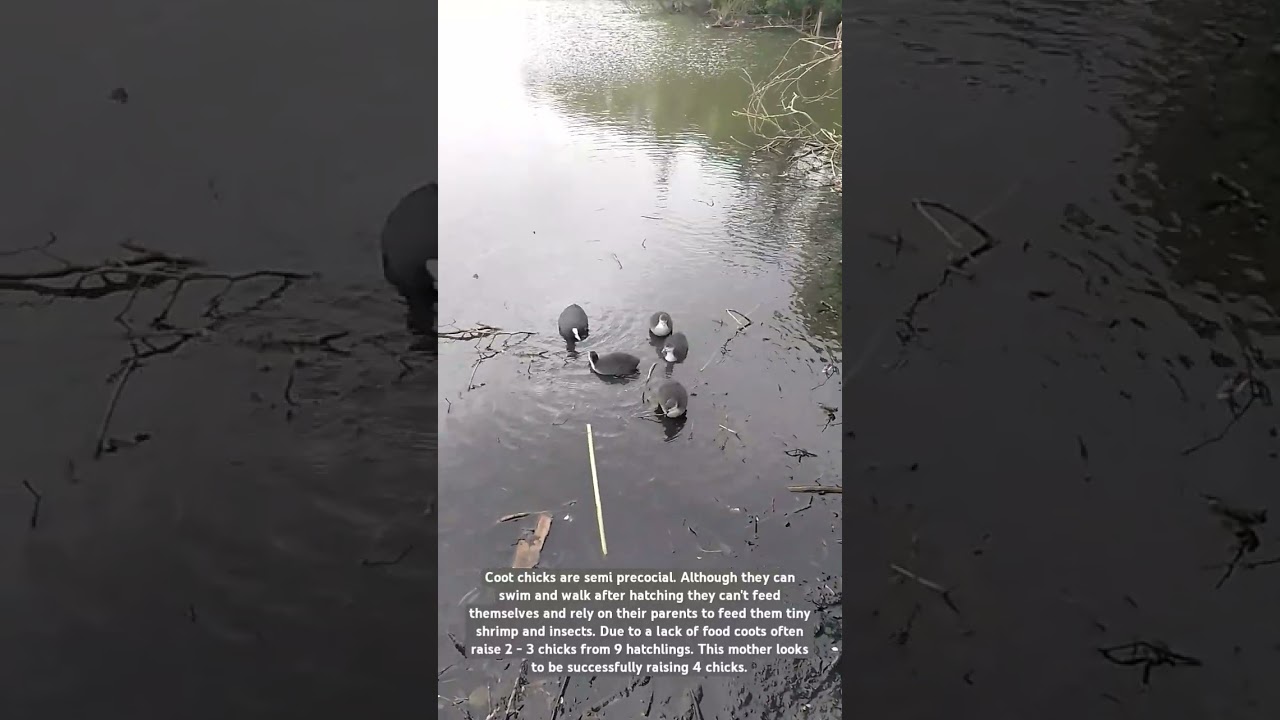 Coot chicks are semi precocial. #bird