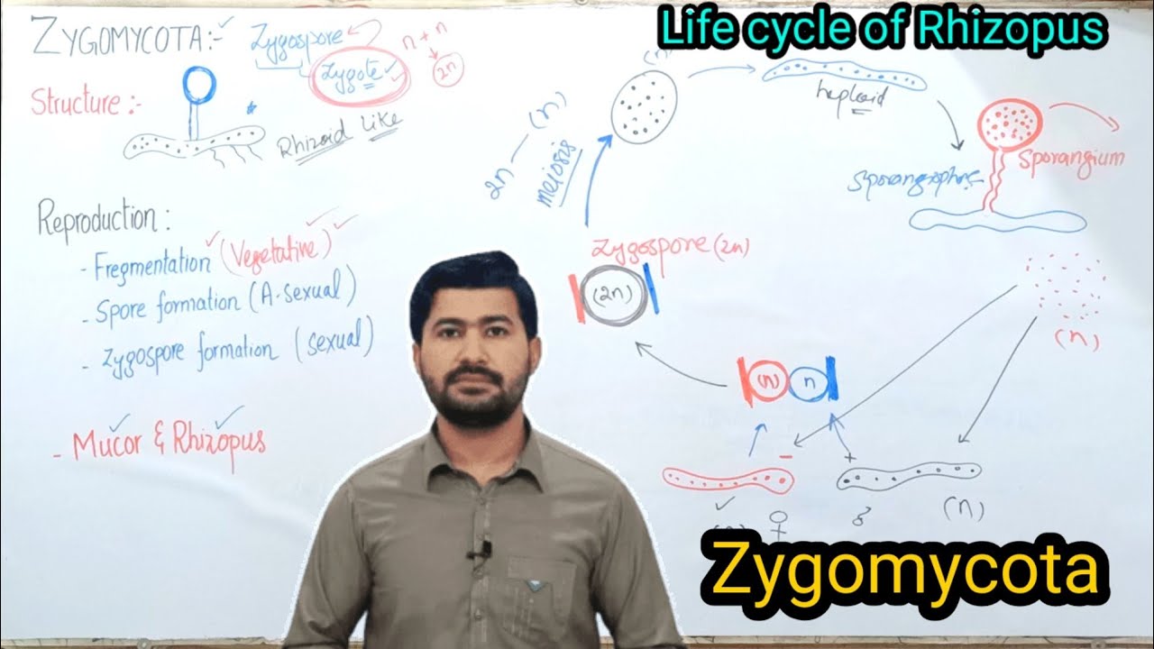 8.4 Life Cycle of Rhizopus | Zygomycota | Fsc Biology class 11