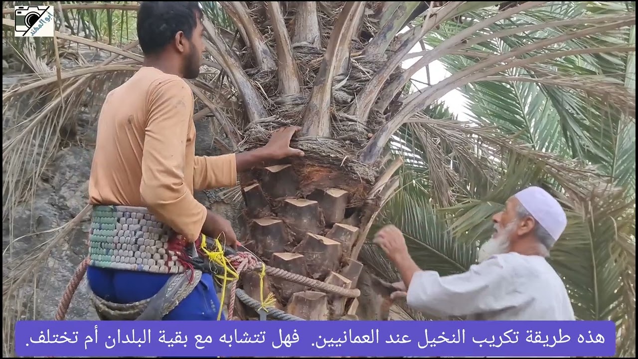 تكريب النخيل أو شراطة النخيل الجزء الثاني