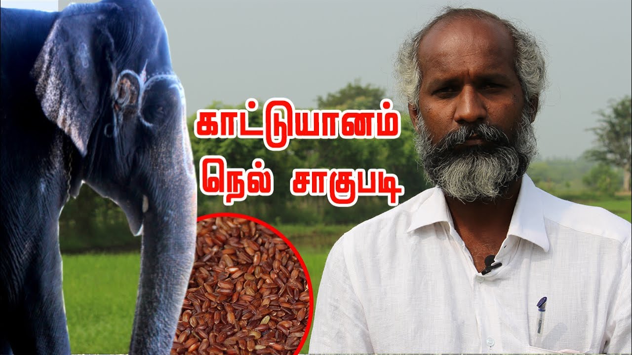 🌾 8 அடிக்கு மேல் உயரம் வரை வளரும் காட்டுயானம் | மாடுகளுக்கு அதிக வைக்கோல் கிடைக்கும் KATTUYANAM RICE