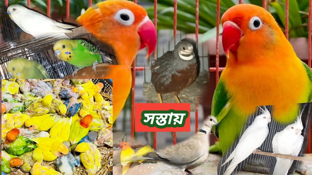একেবারে সস্তায়। বাজরিগার ।লাভবার্ড। ঘুঘু।ককাটেল।budgerigar/tiya/moyna/lovebird /cockatiel/ghughu