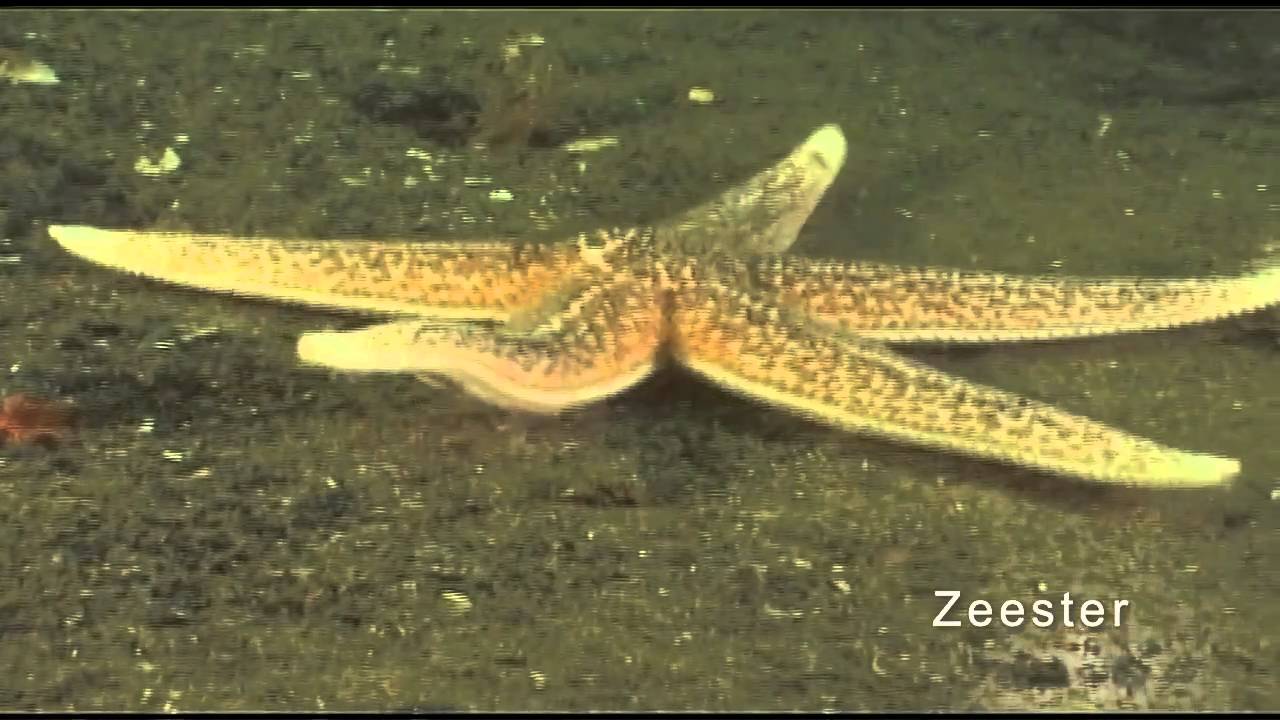Natuurgebieden op de Noordzee
