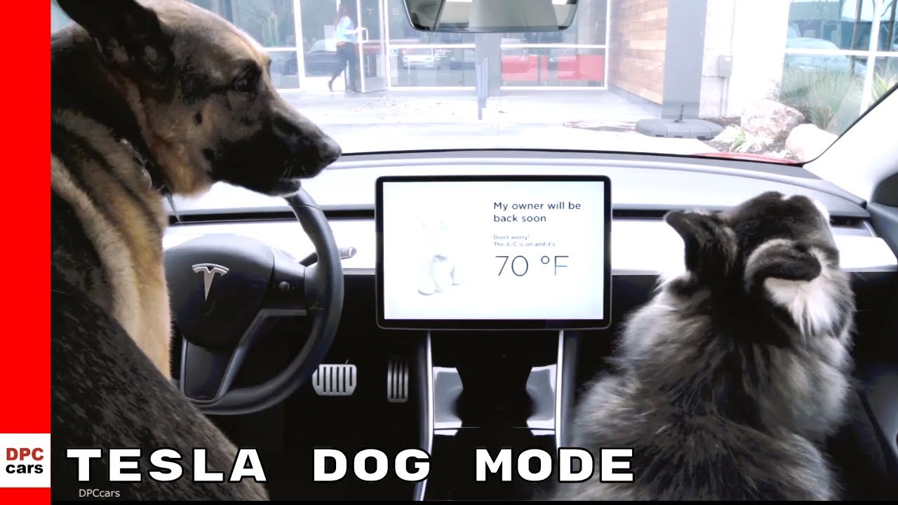 Tesla Dog Mode To Keep Your Puppies Safe and Cool