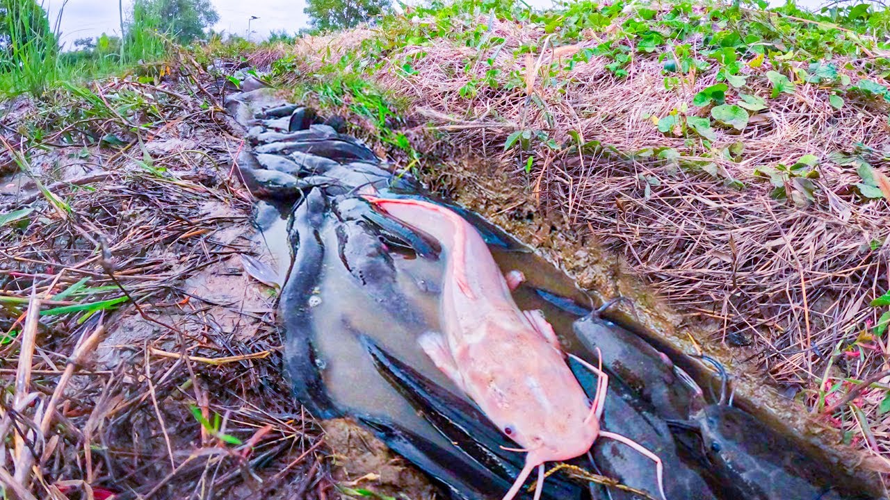 Strange Fish Clusters Found in the Wetlands 😲🥚Fisherman Discovers Huge Fish in Flooded Farm!