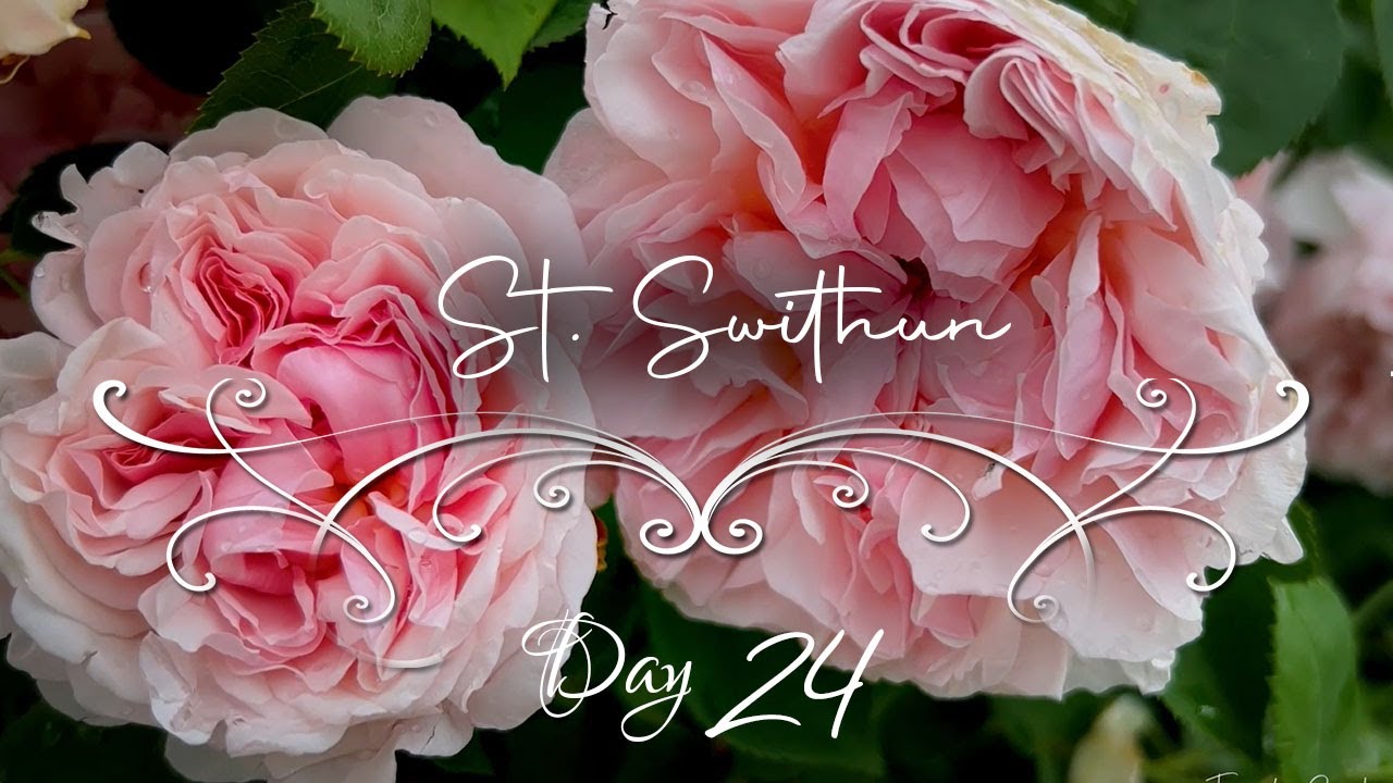 St  Swithun Rose • Delicate Blush Beauty • 24 Days of Roses & Classical Music • French Garden Roses