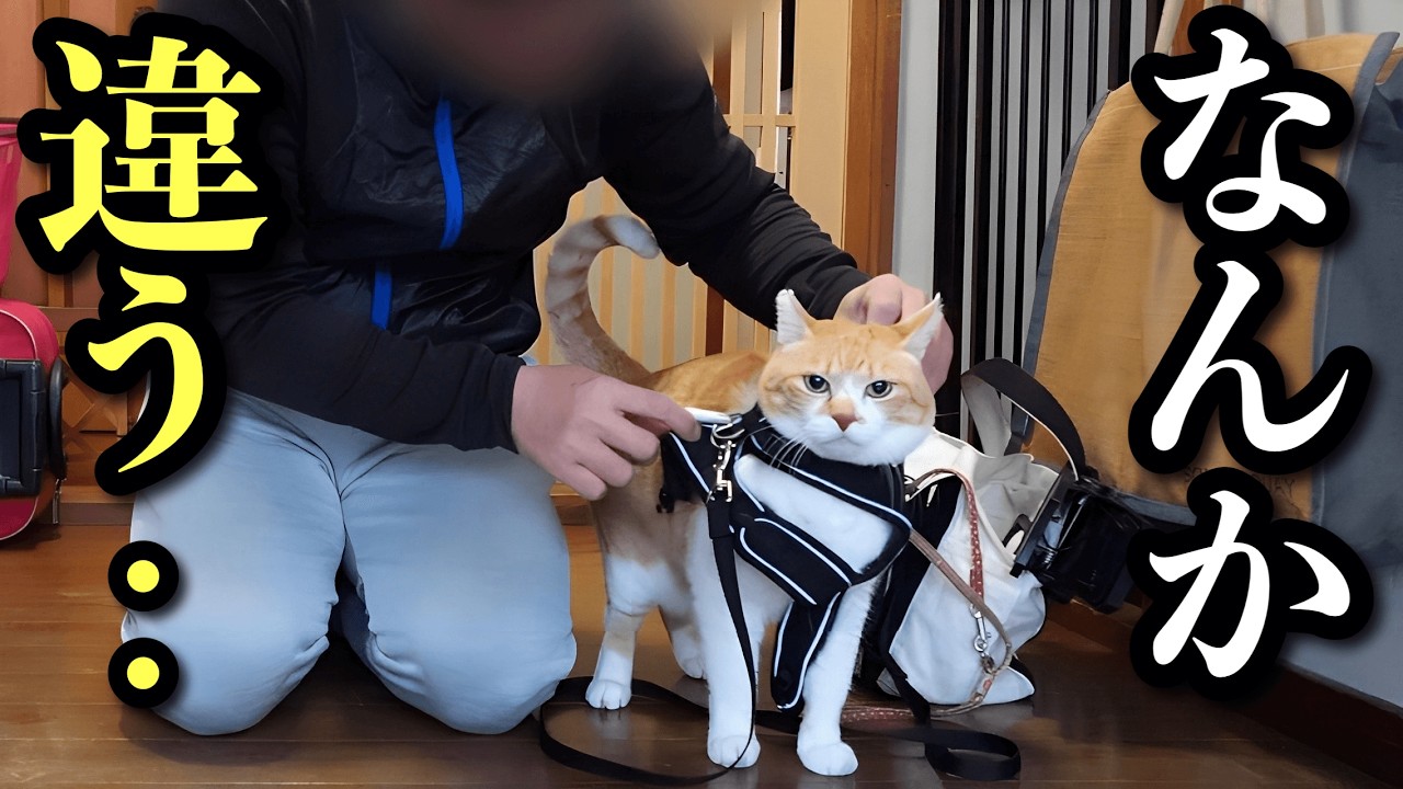 Неуклюжий папаша раздражает кота до предела! – Папа получает пощечину!