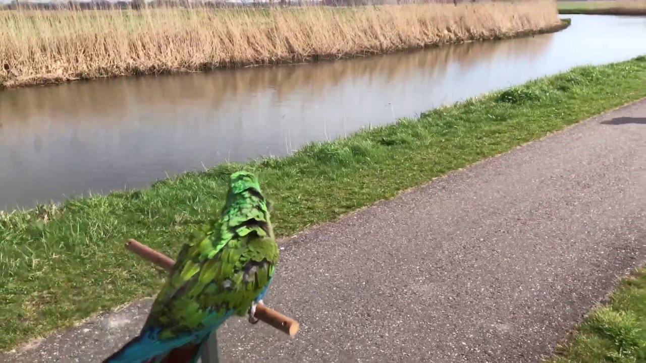 Beautiful flight, on a nice sunny day! Military Macaw Hailey in the air!