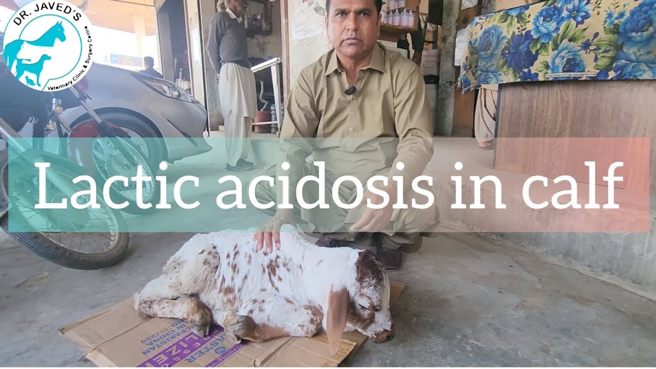 Acidosis treatment in calf.