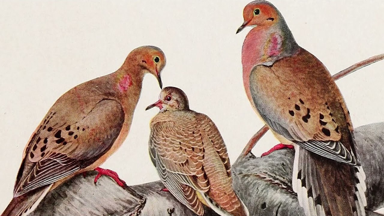 Wildlife Conservation History In Pennsylvania: Part 1