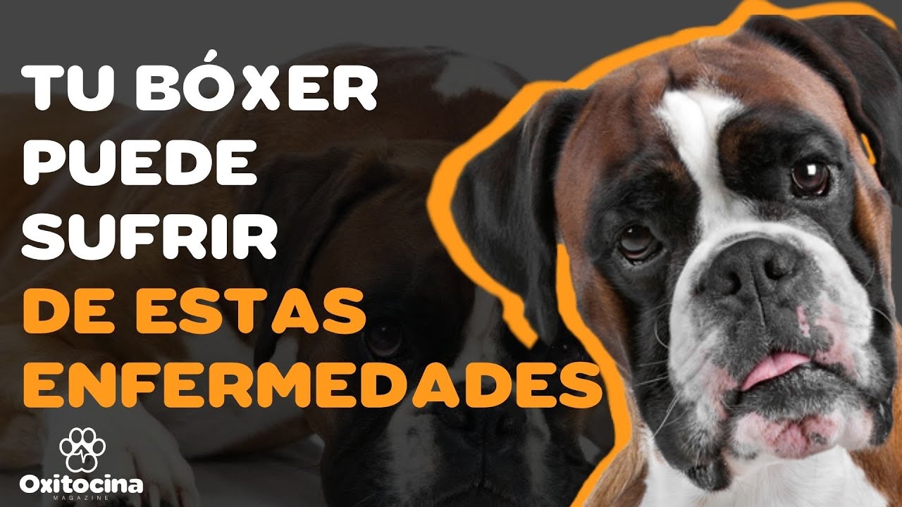 7 enfermedades comunes en el b&oacute;xer