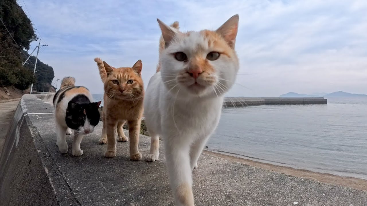 人を見るととりあえず寄ってくる島の猫たち