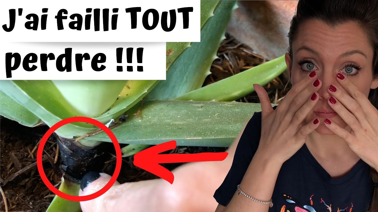 😱 ALOE VERA : ma plus grosse erreur ! 7 CONSEILS pour cultiver votre propre plante | TUTO facile 😱