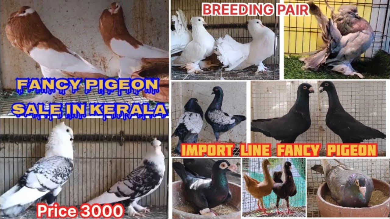 Fancy pigeon sale in kerala 🕊️Imported line pigeon for sale high quality breeding pair 😍