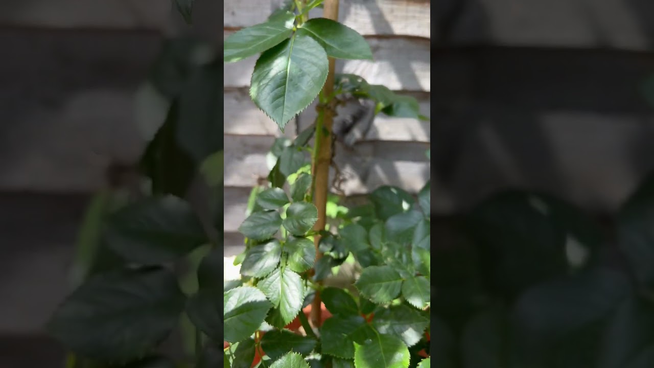 Eden Rose First bloom appeared curly/Роза Пьер Де Ронсар или Eden первое цветение пошло кудряшками😍