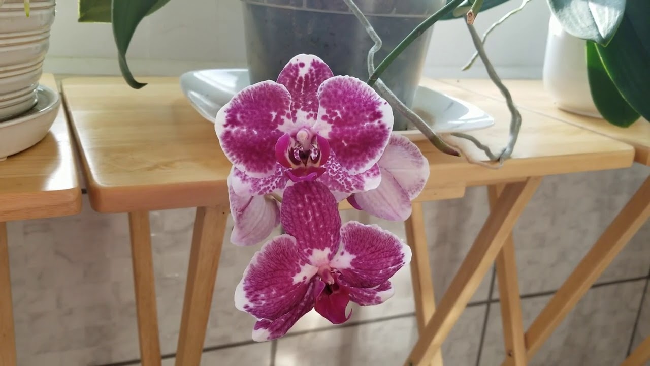 Pros & Cons: Orchid Fertilizers I Use, How Much, How Often.