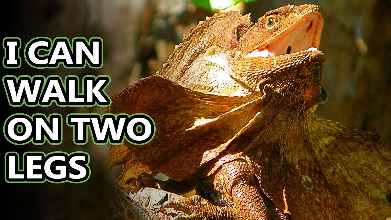 Frilled Lizard facts: aka frilled DRAGONS | Animal Fact Files
