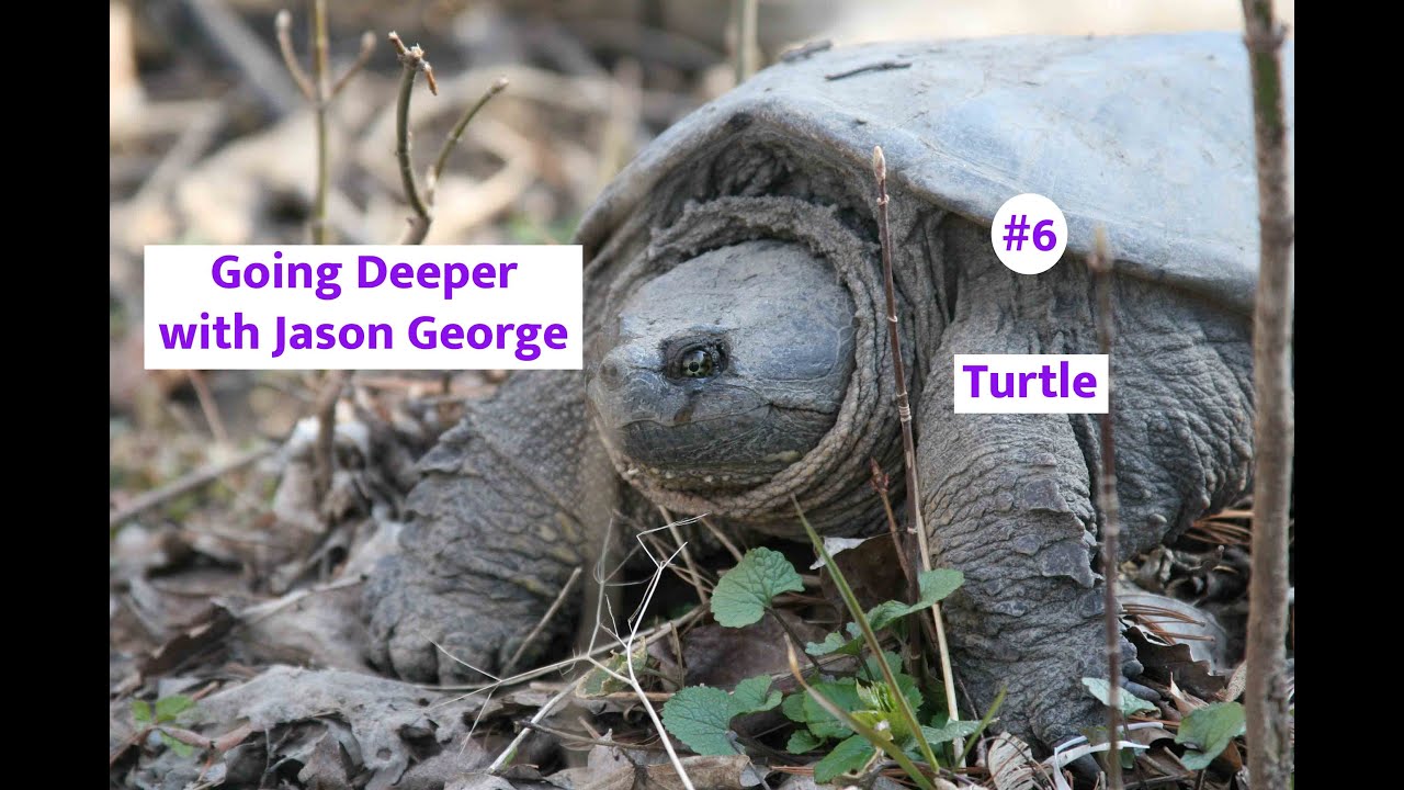 Teeny Tiny Turtles and some Big Ones Episode - 6 with Jason George Photography - Going Deeper Series