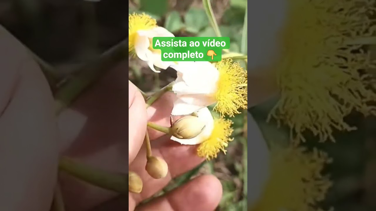 Esse segredo das plantas do cerrado vai te surpreender 