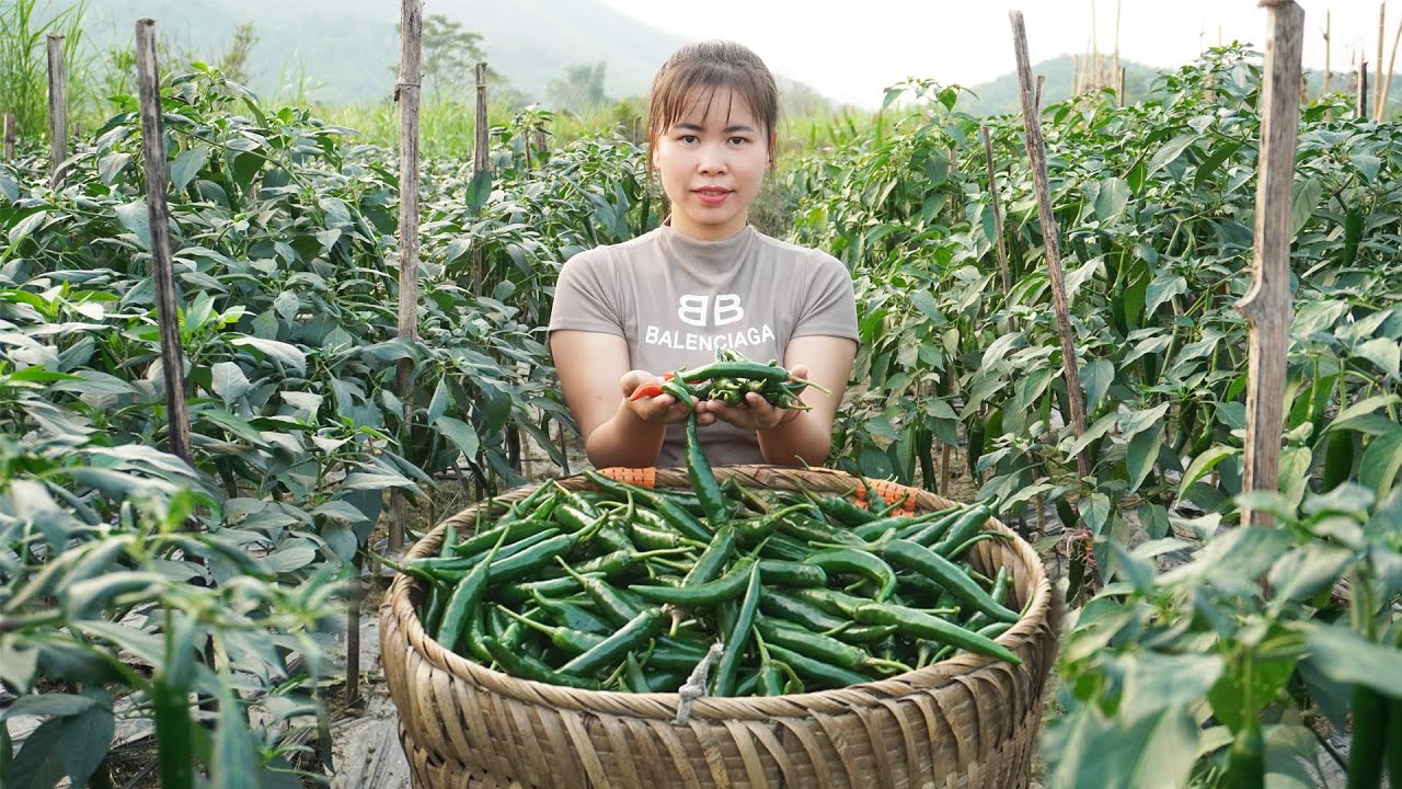 Harvesting Green Pepper Goes To Market Sell - Family Farm | Building My Farm