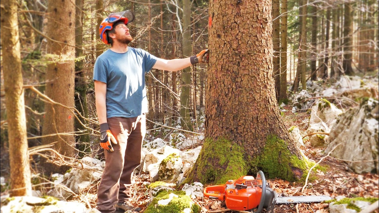 Cutting Trees for Log Cabin Extension